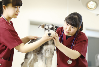 愛玩動物看護師法